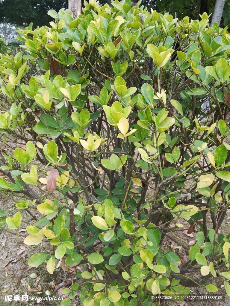 绿叶繁茂的灌木植物