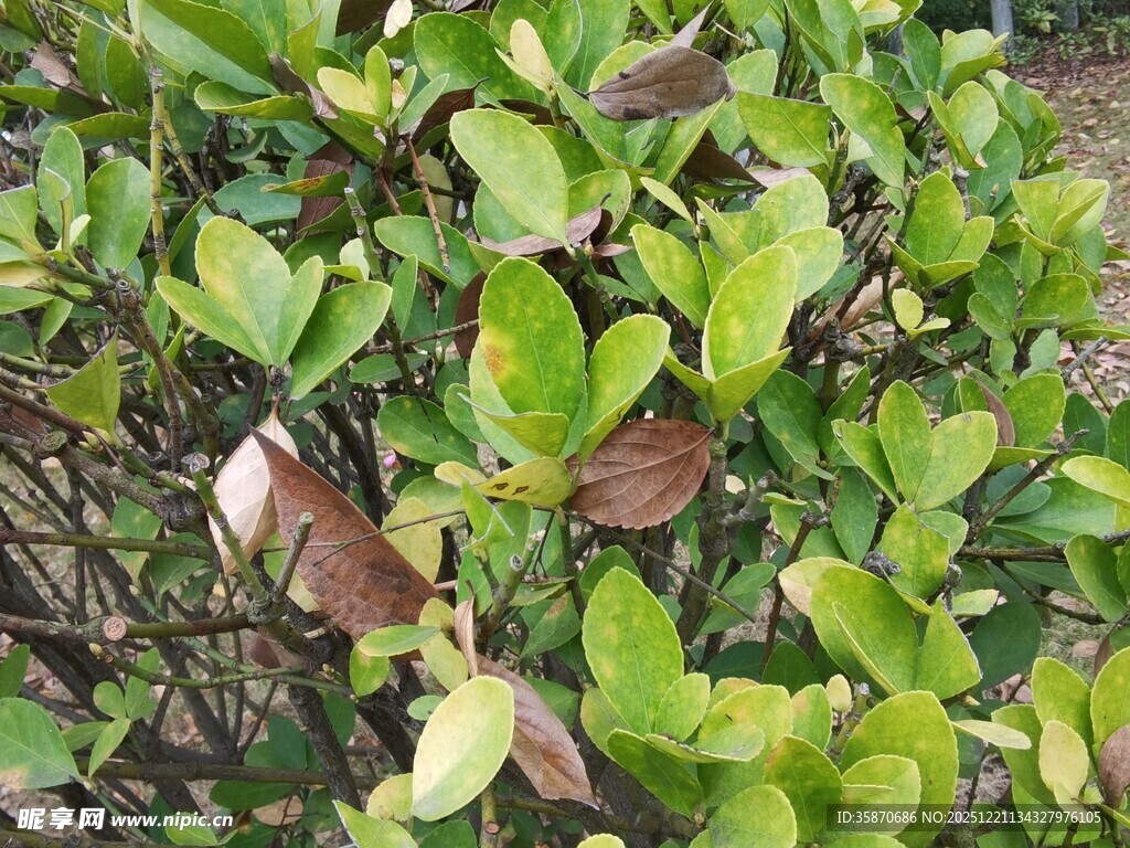 绿叶间的多彩叶片