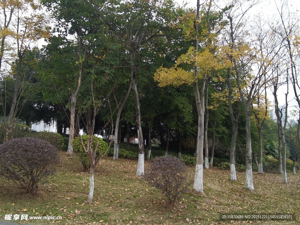 秋日公园树林景致