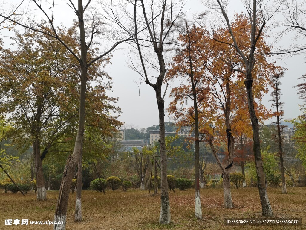 秋日林间萧瑟景象