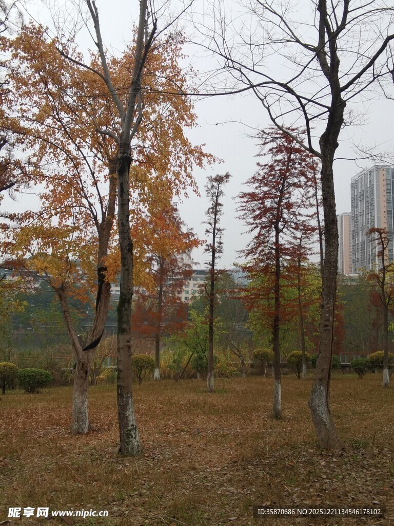 秋日公园树林景致