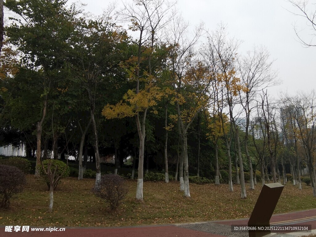 秋日公园树林景致