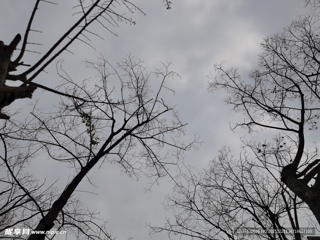 枯树映衬下的阴沉天空