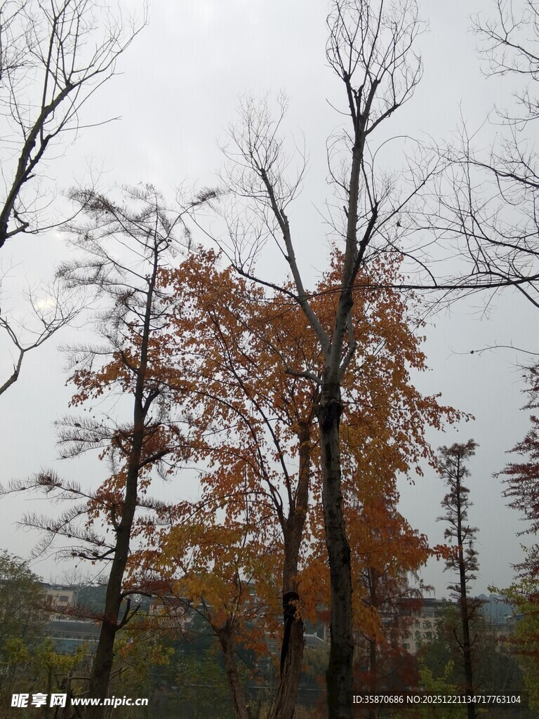 秋日萧瑟树林景象