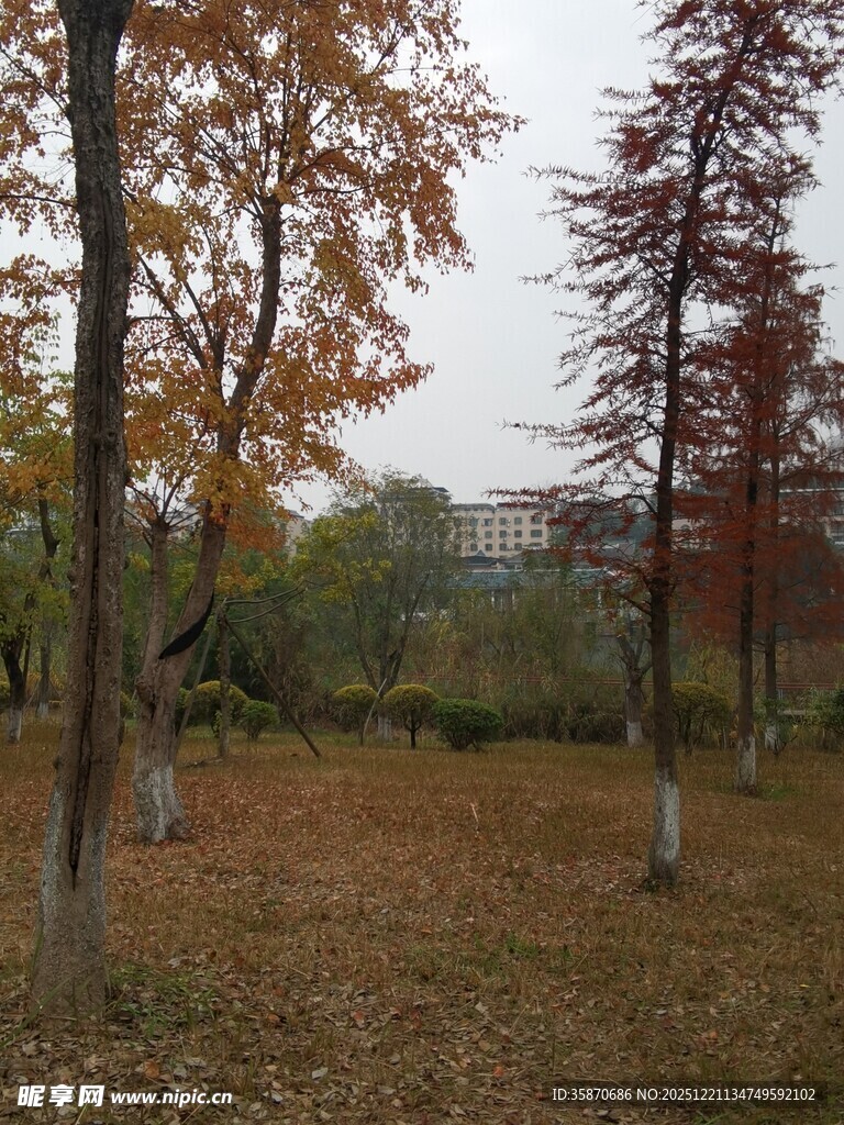 秋日树林落叶铺就诗意景