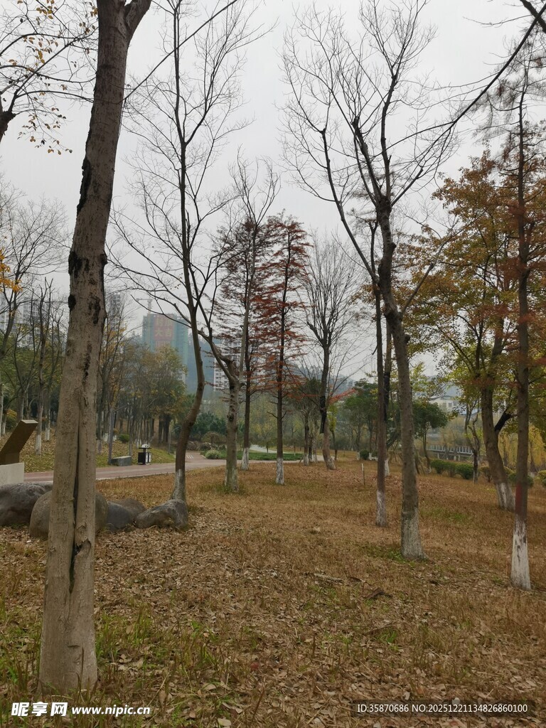 秋日公园树林落叶景致