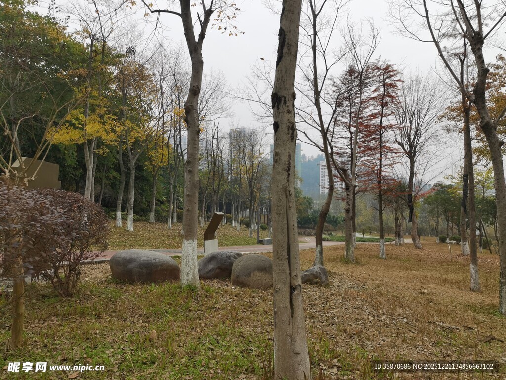 秋日公园萧瑟树林景象