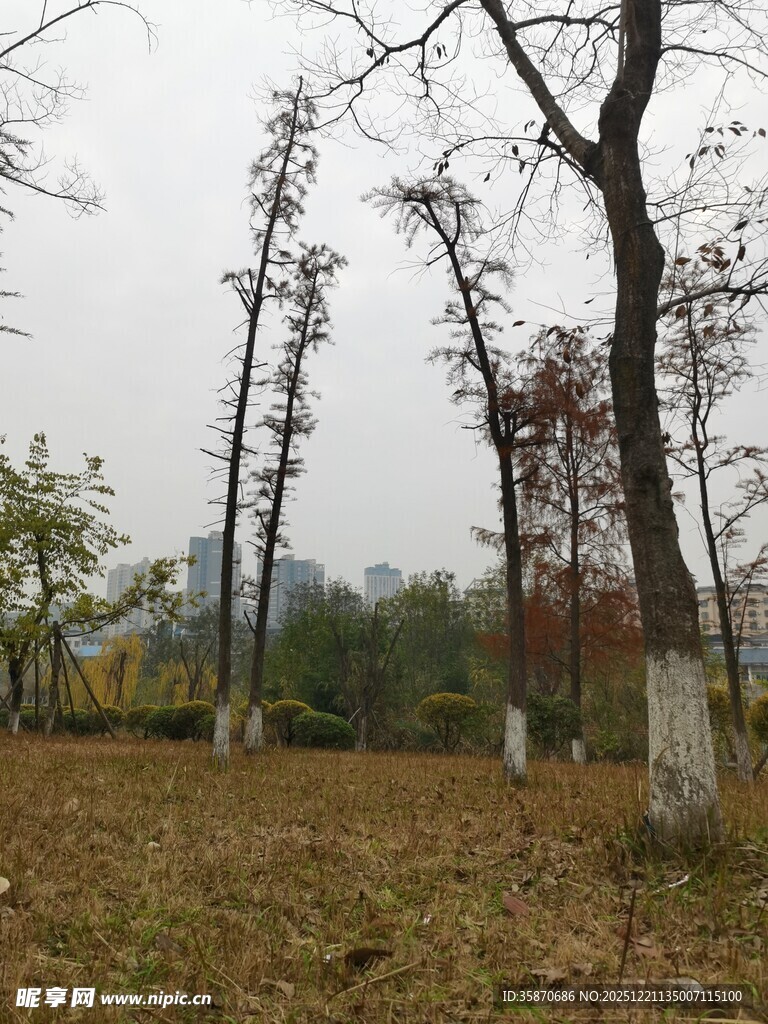 秋日郊野树木萧瑟景象