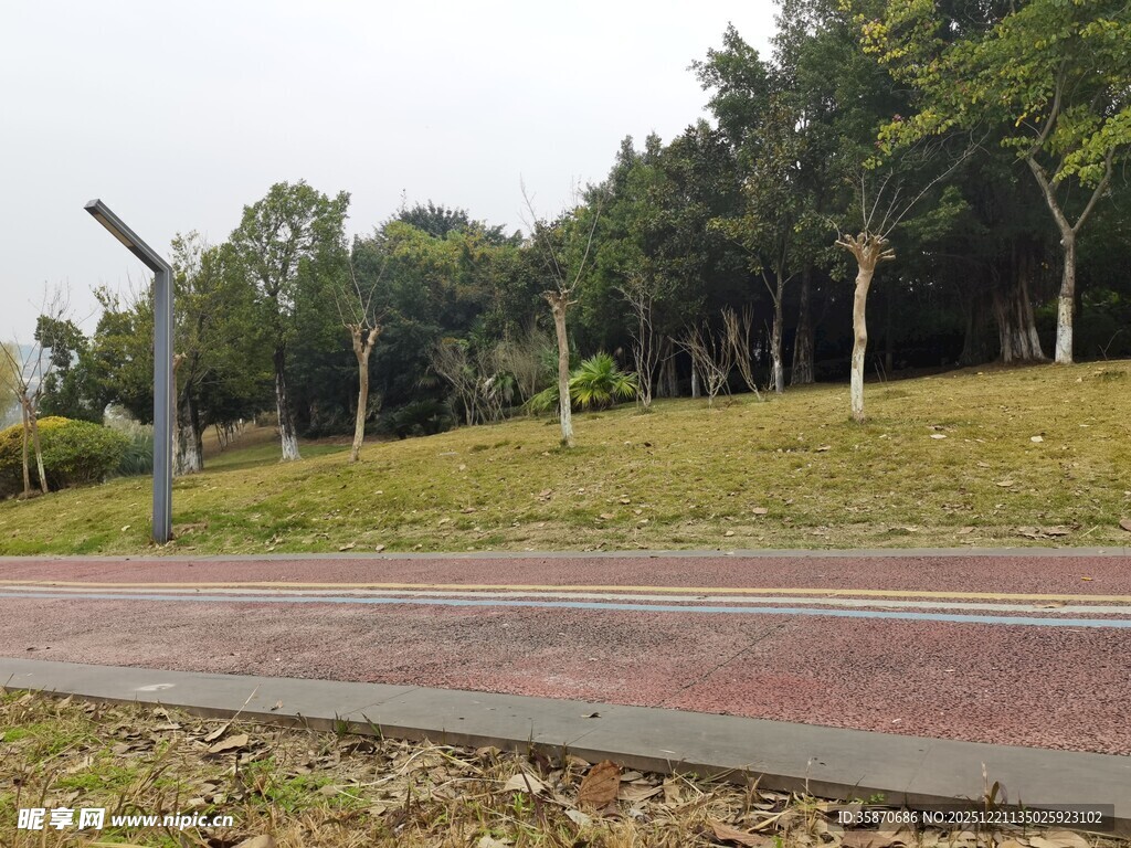 公园开阔草地与树木景观