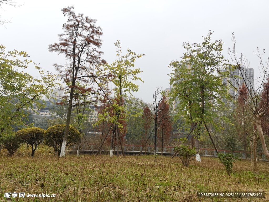 秋日郊野树林景观