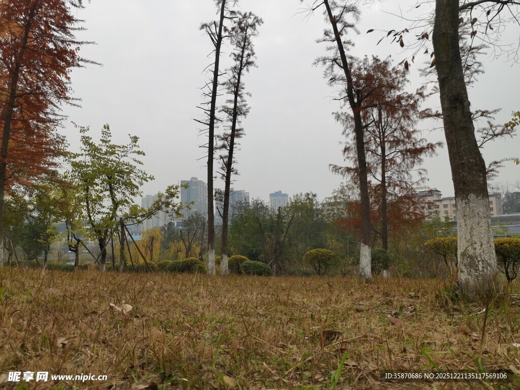 秋日郊野树木萧瑟景象