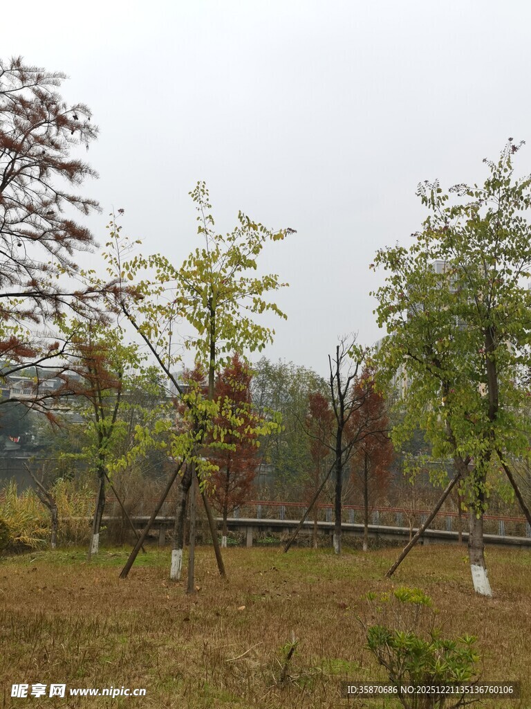 秋日野外树木景观