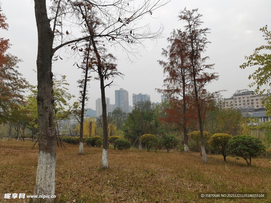 秋日城郊树林景色