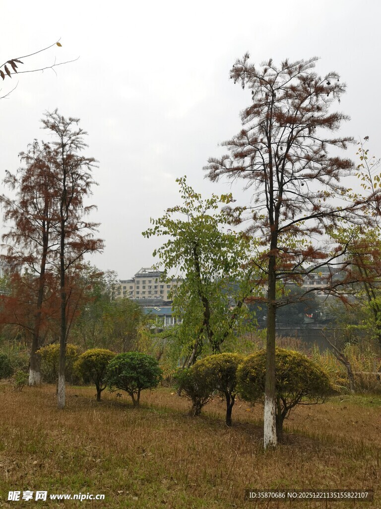 秋日郊野树木景致