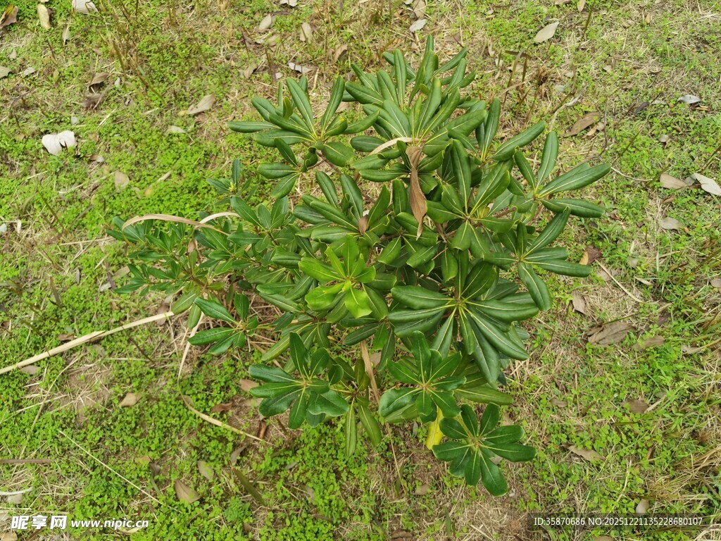 草地上的绿色植物