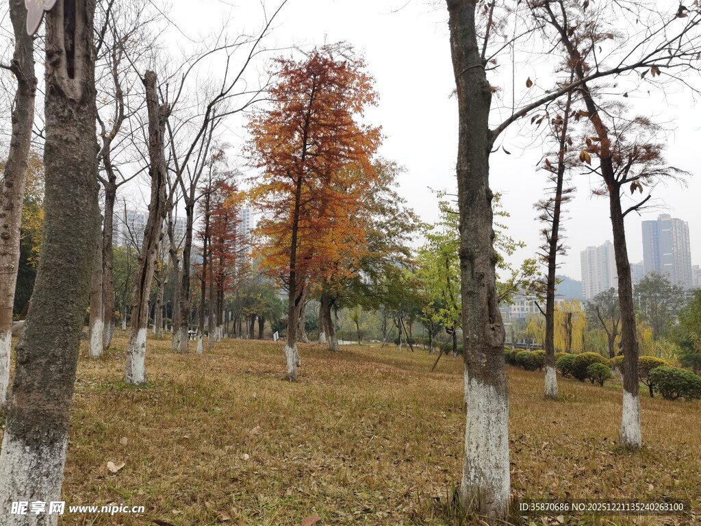 秋日树林树木与落叶景致