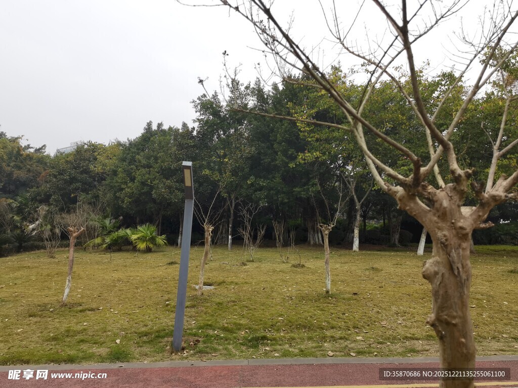 公园中的树木与开阔草地