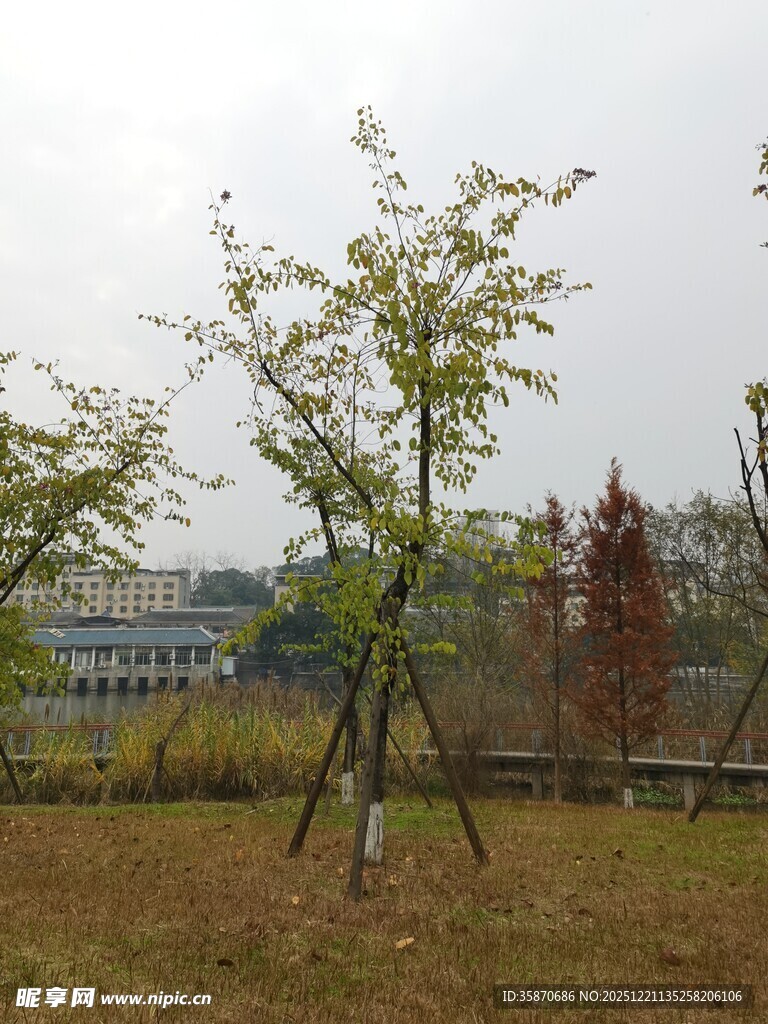 秋日校园里的小树