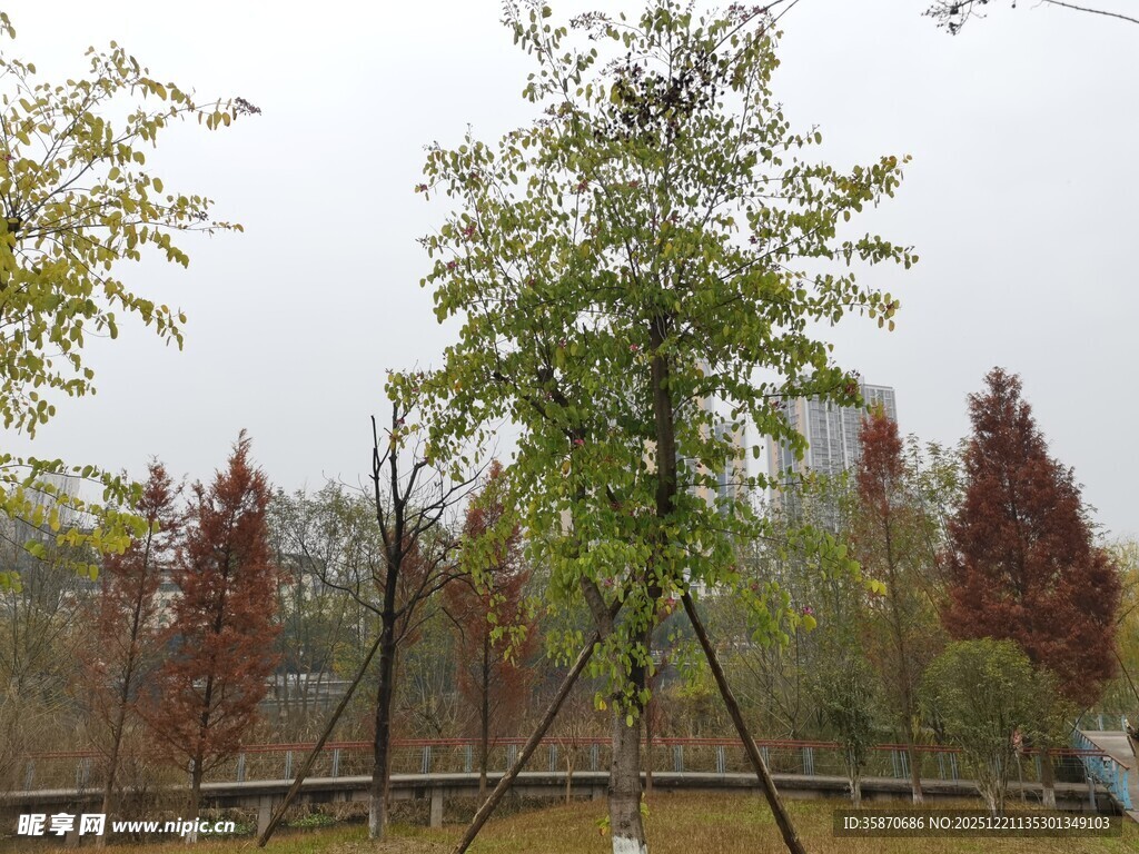 秋日公园树木景致