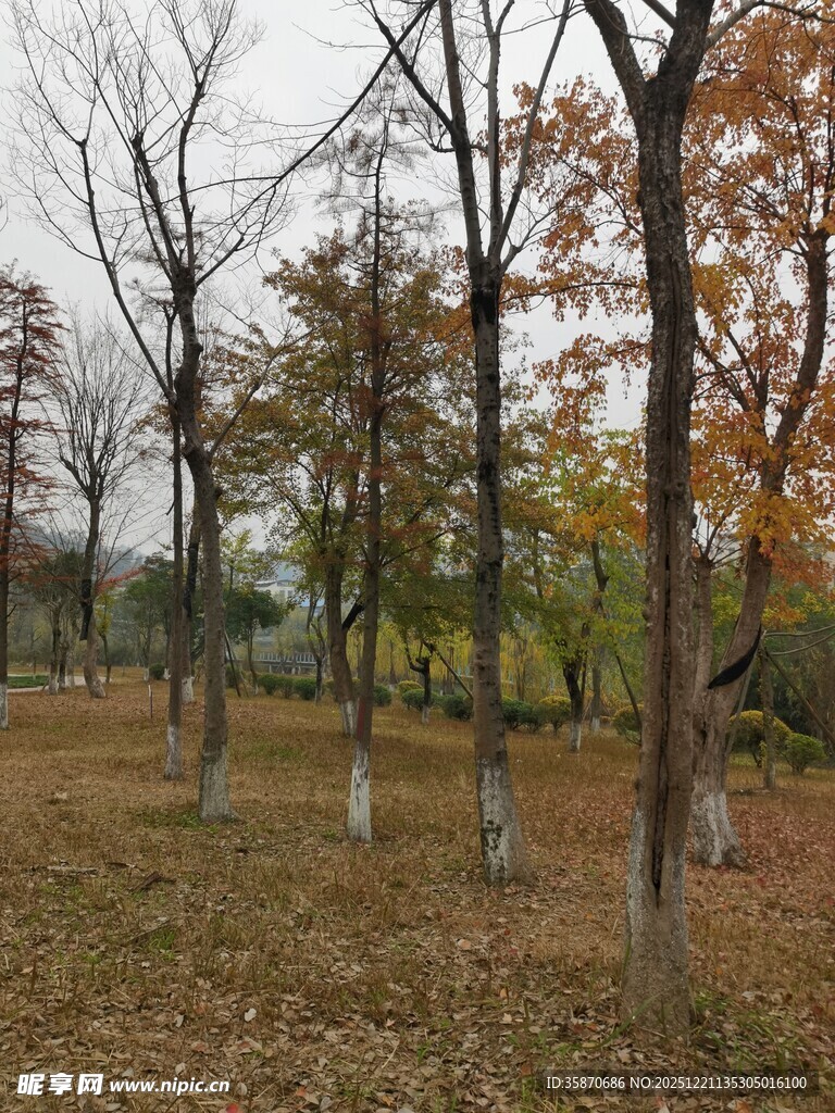 秋日树林落叶景致