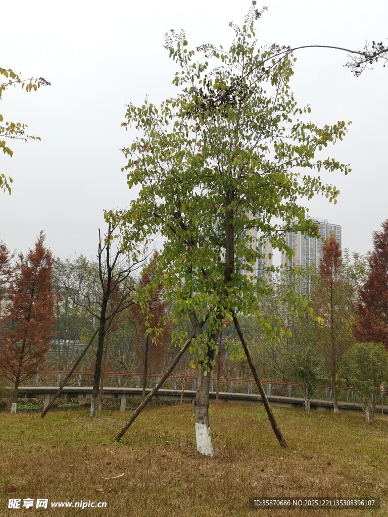 林中树木支撑绿意盎然