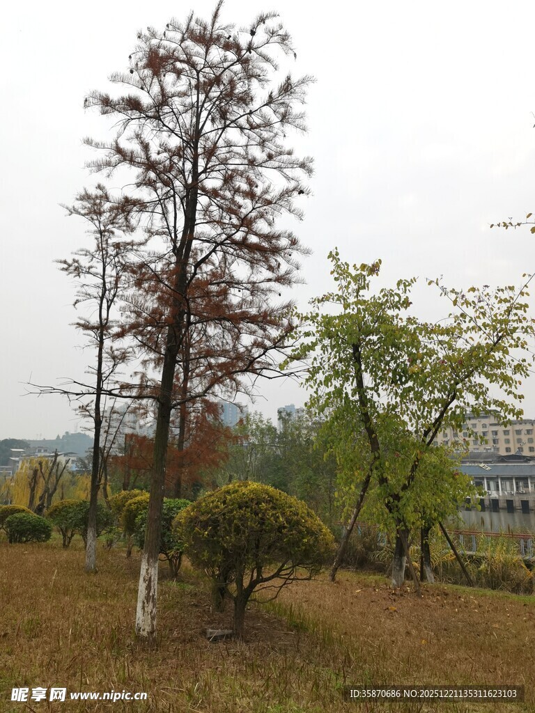 秋日公园树木景致