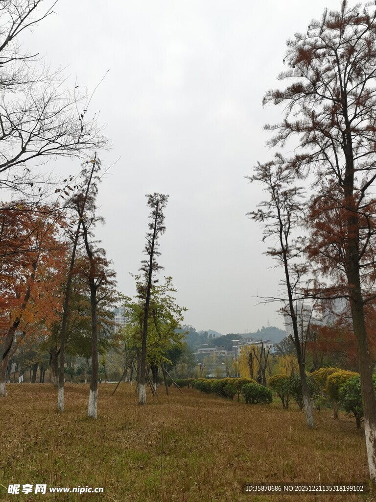 秋日郊野树林风景