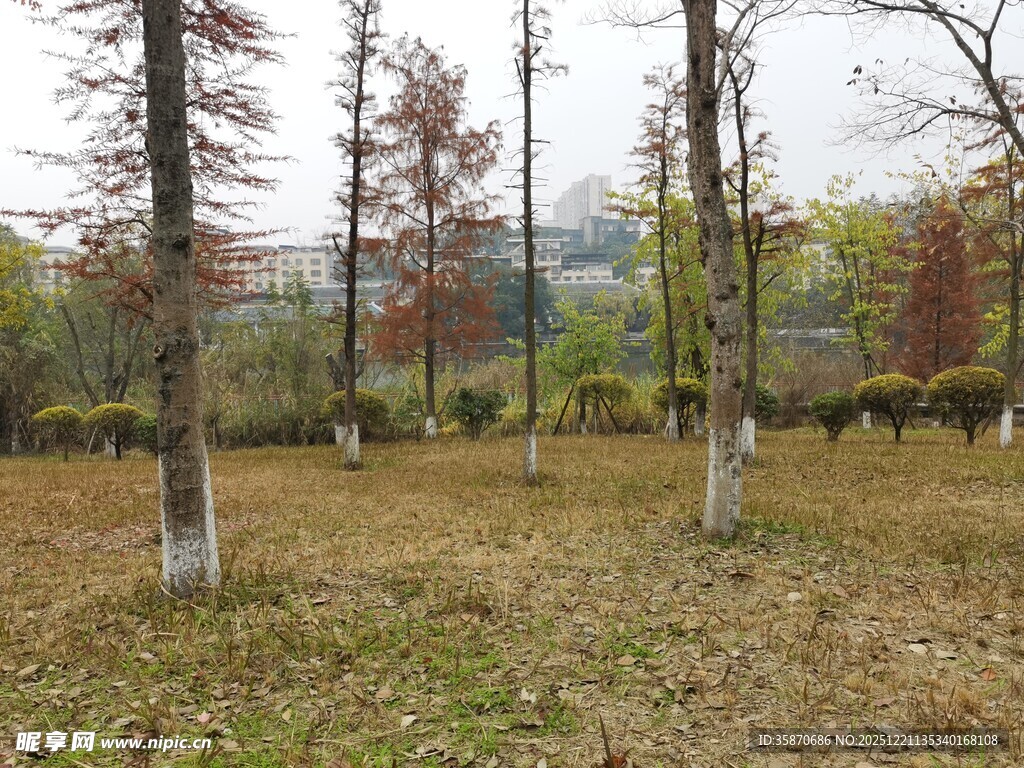 秋日林间草地景象