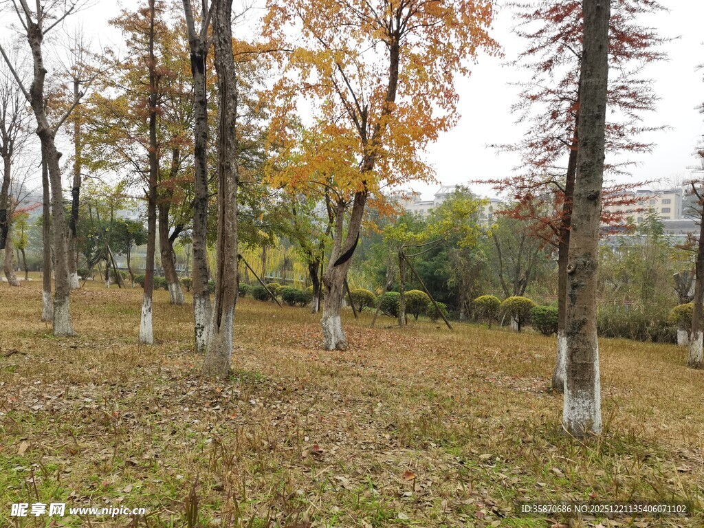 秋日树林落叶铺地之景