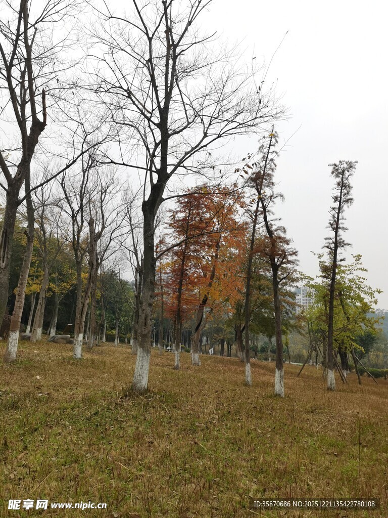 秋日郊野树林景象