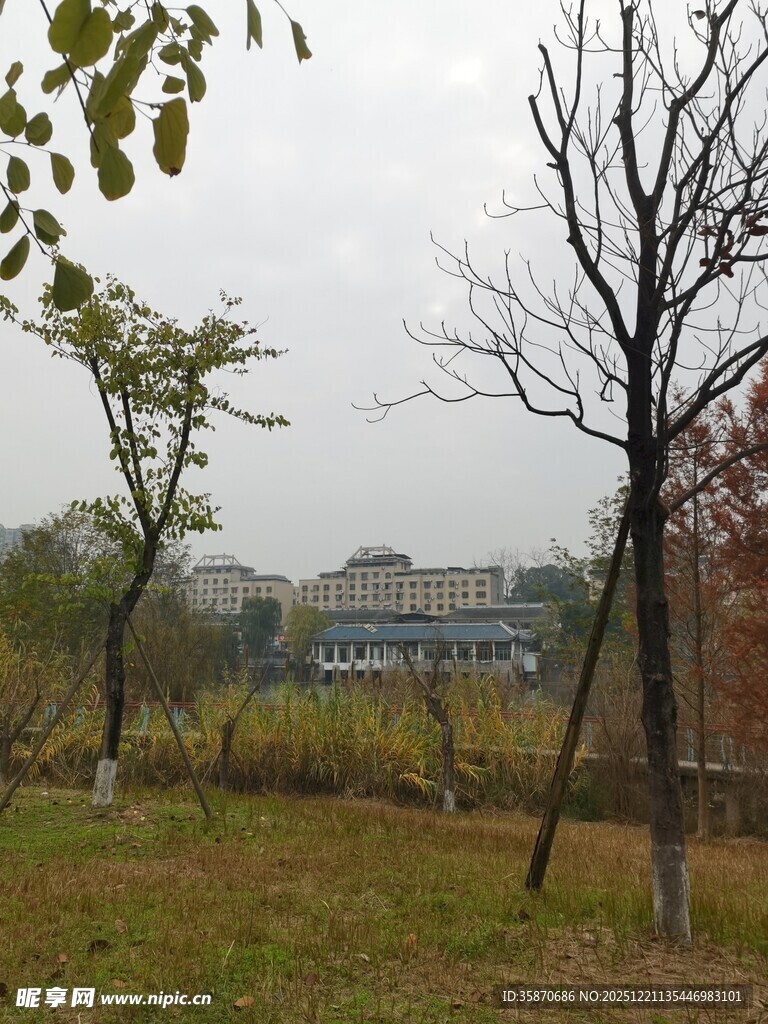 秋日郊野树木风景图