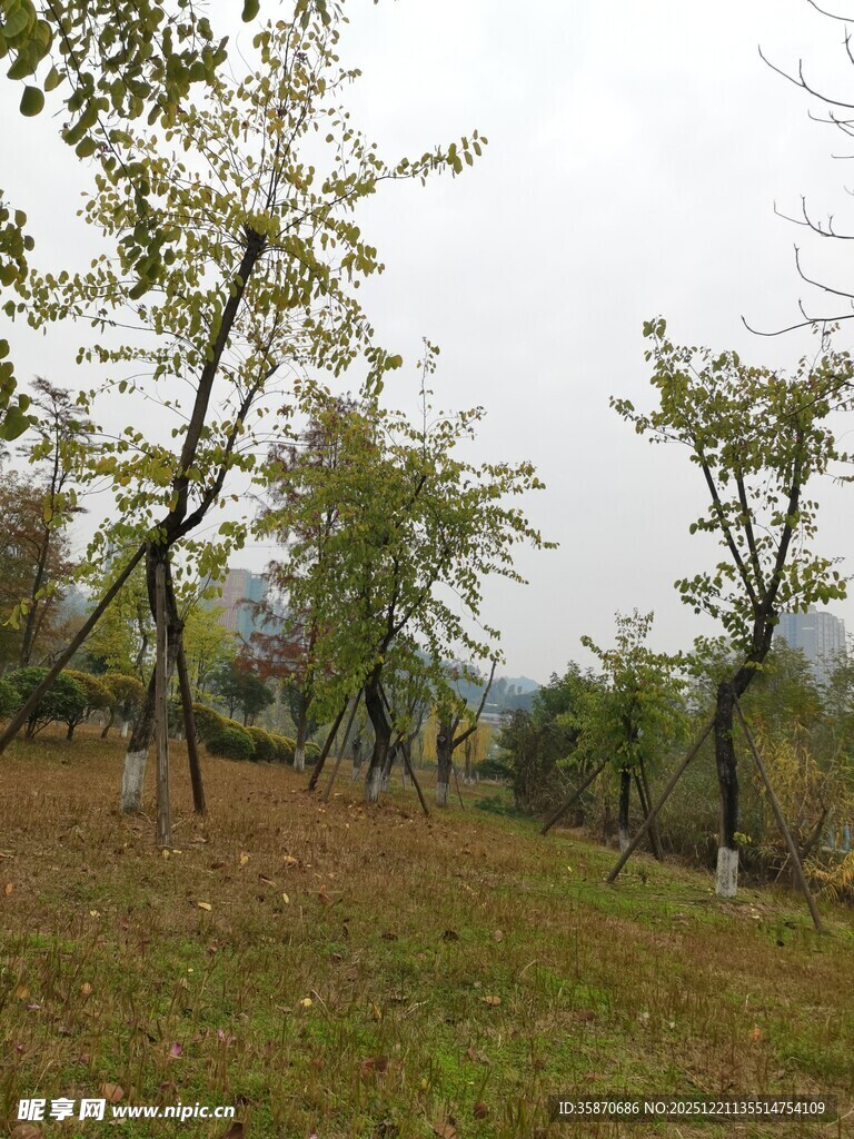 秋日郊野树木风景图