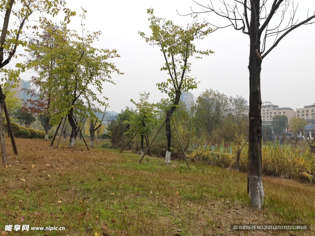 秋日郊野树林风景