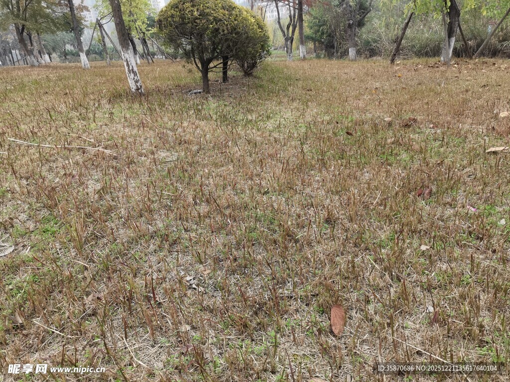 秋日草地与树木景观