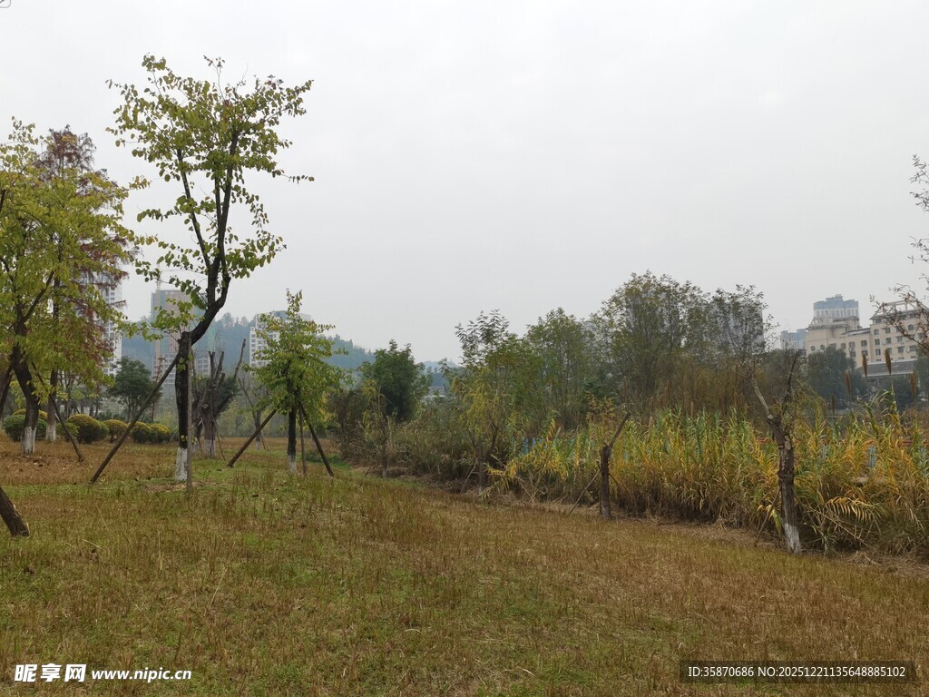 秋日郊野草地树木景观