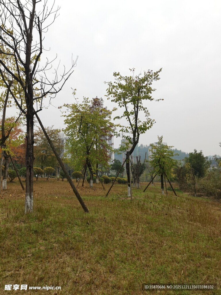 秋日郊野树林风景