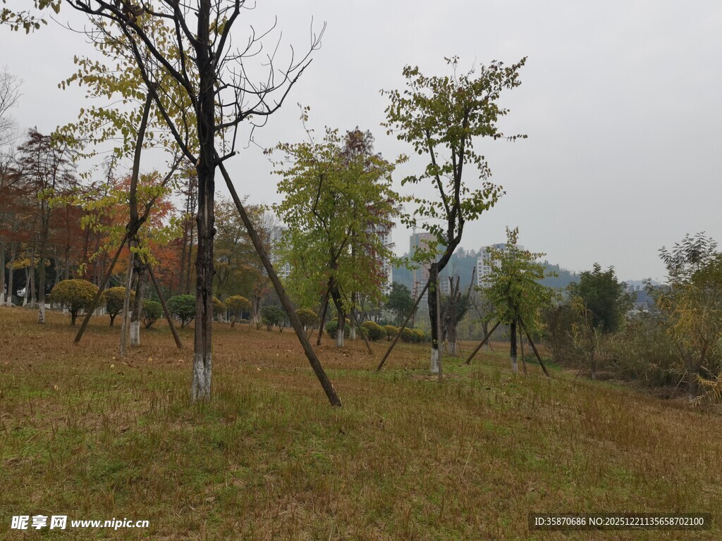 秋日郊野树木风景图