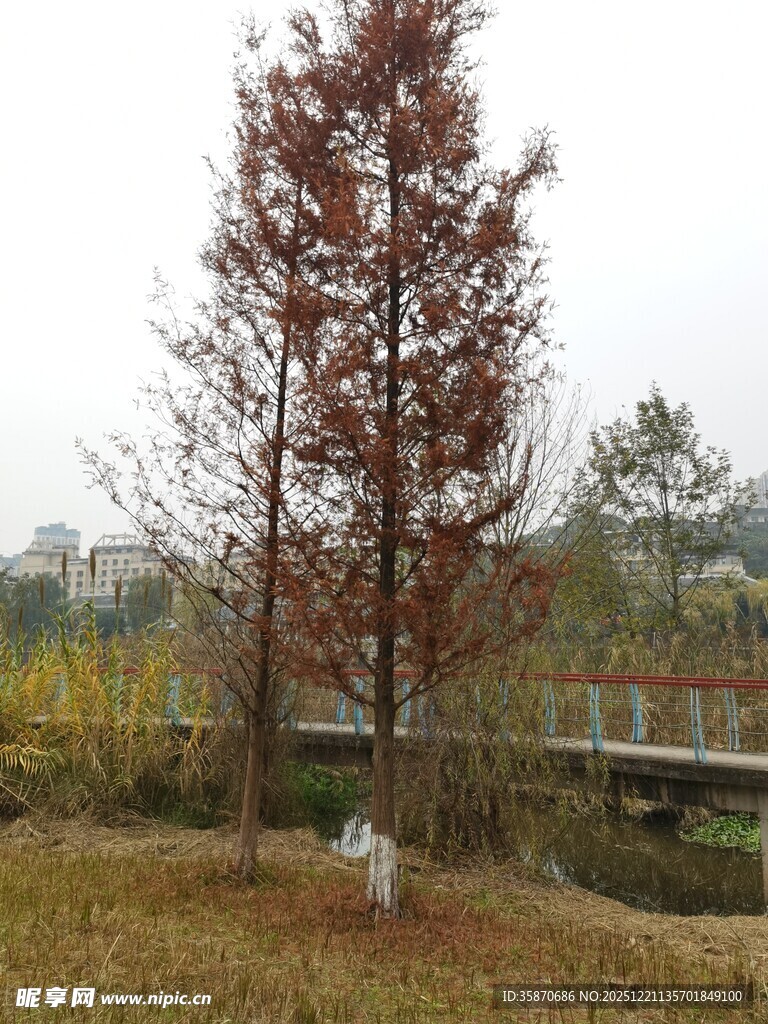 秋日红树与远处桥梁景观