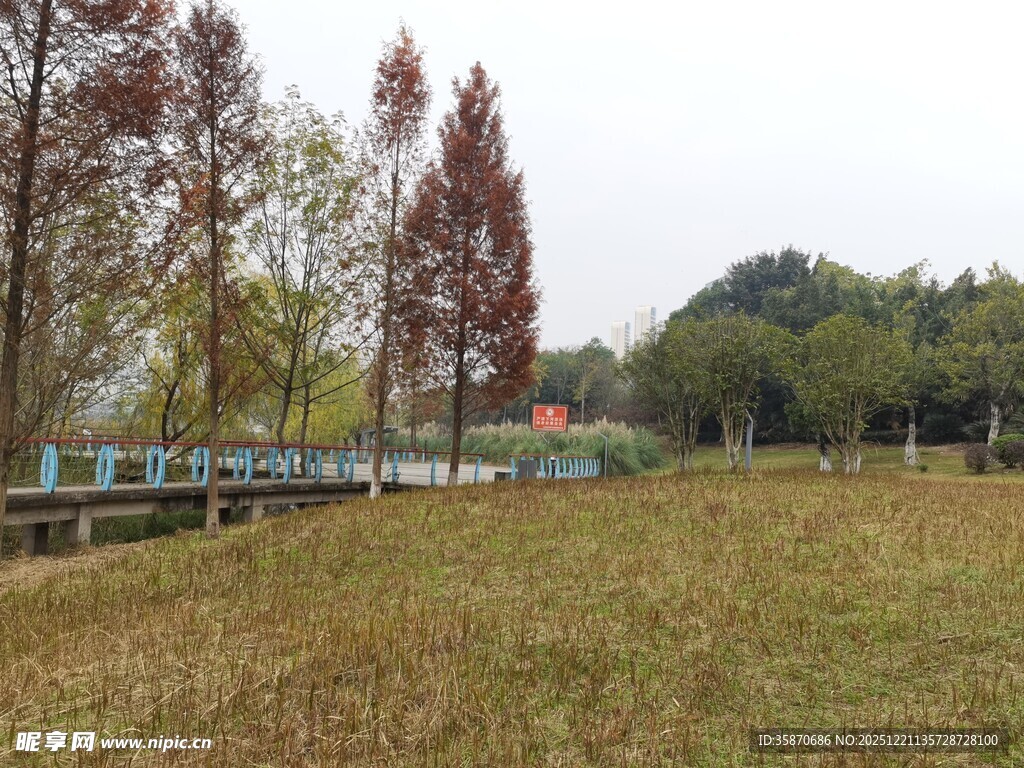 秋日草地旁的多彩树木