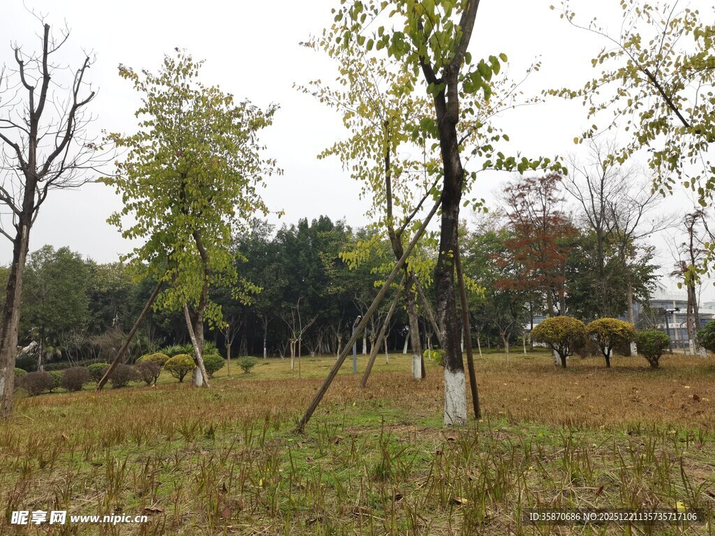 秋日公园绿树草地景致