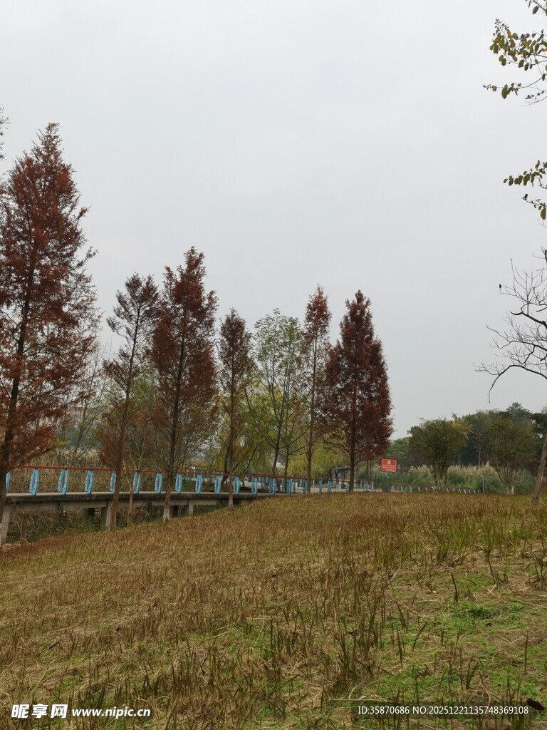 秋日郊野草地与树木景观