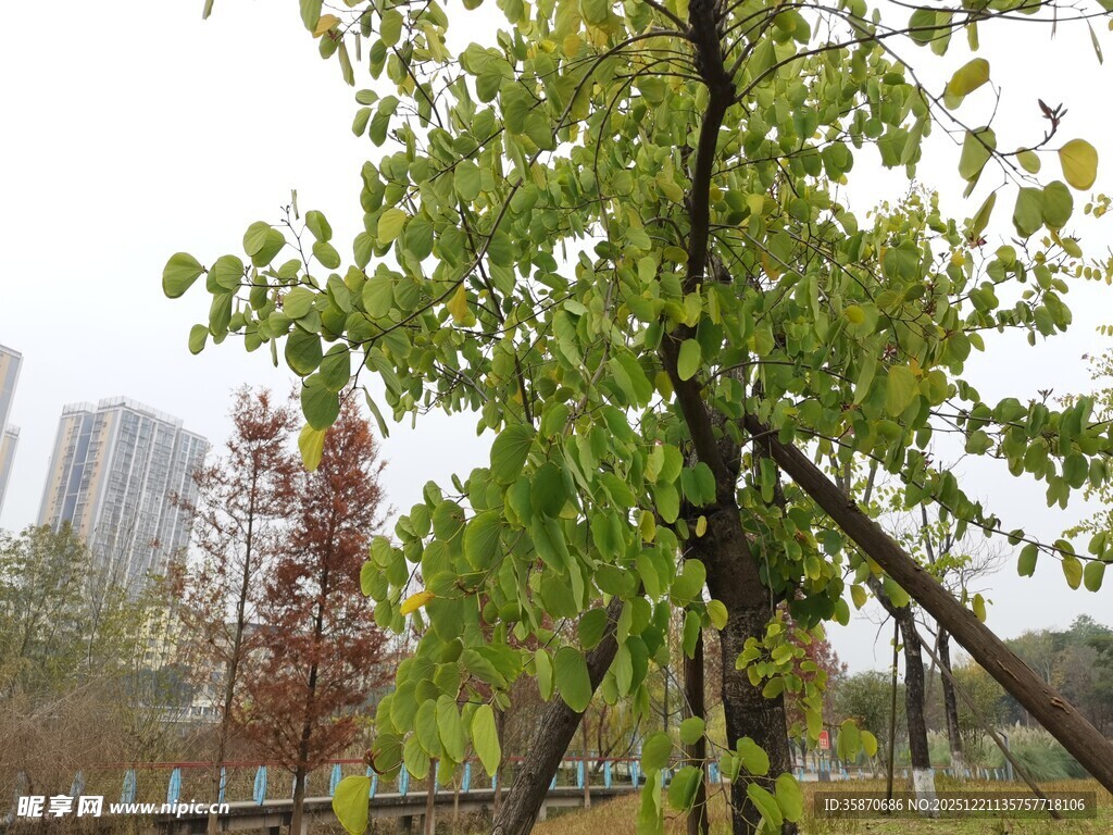 城市中生机勃勃的绿树