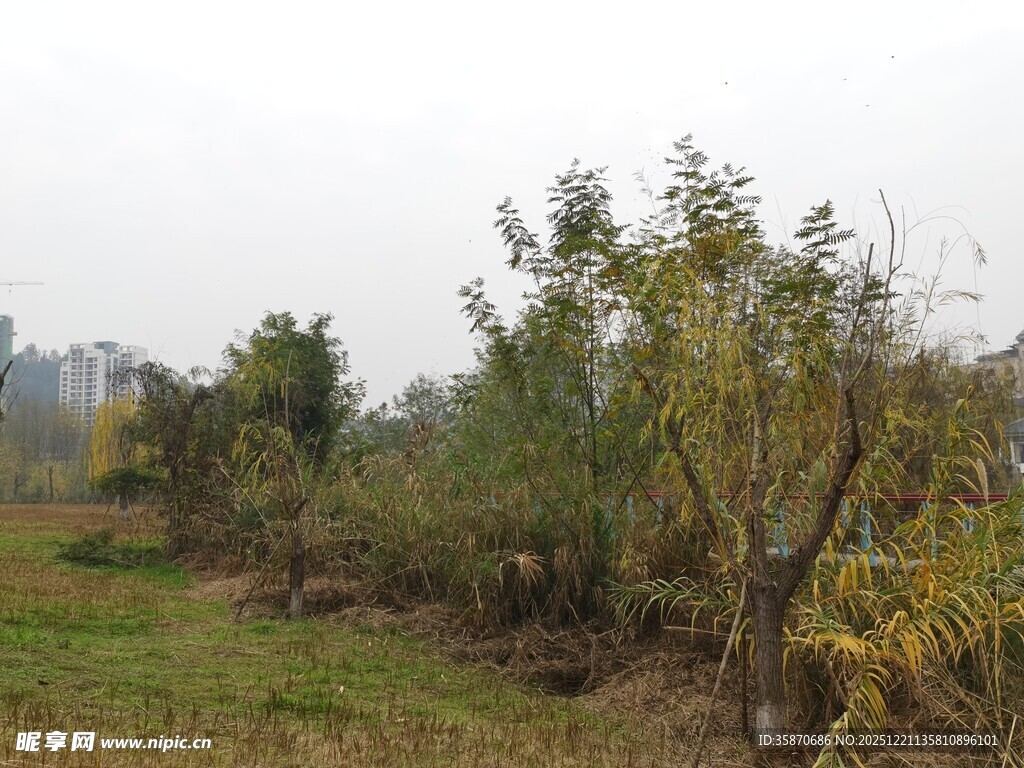 秋日郊野树木景观