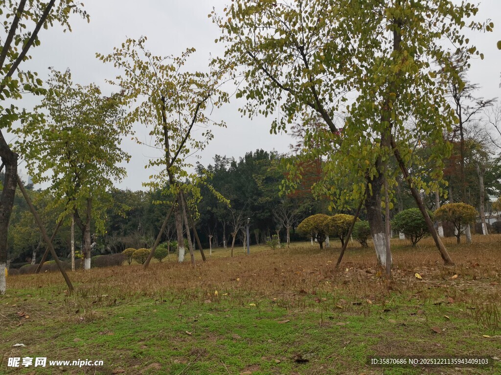 秋日郊野树林景色