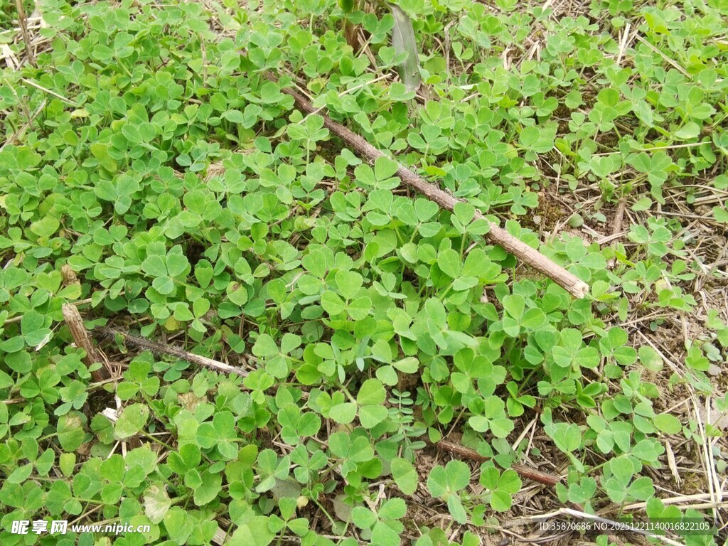 嫩绿三叶草覆盖地面