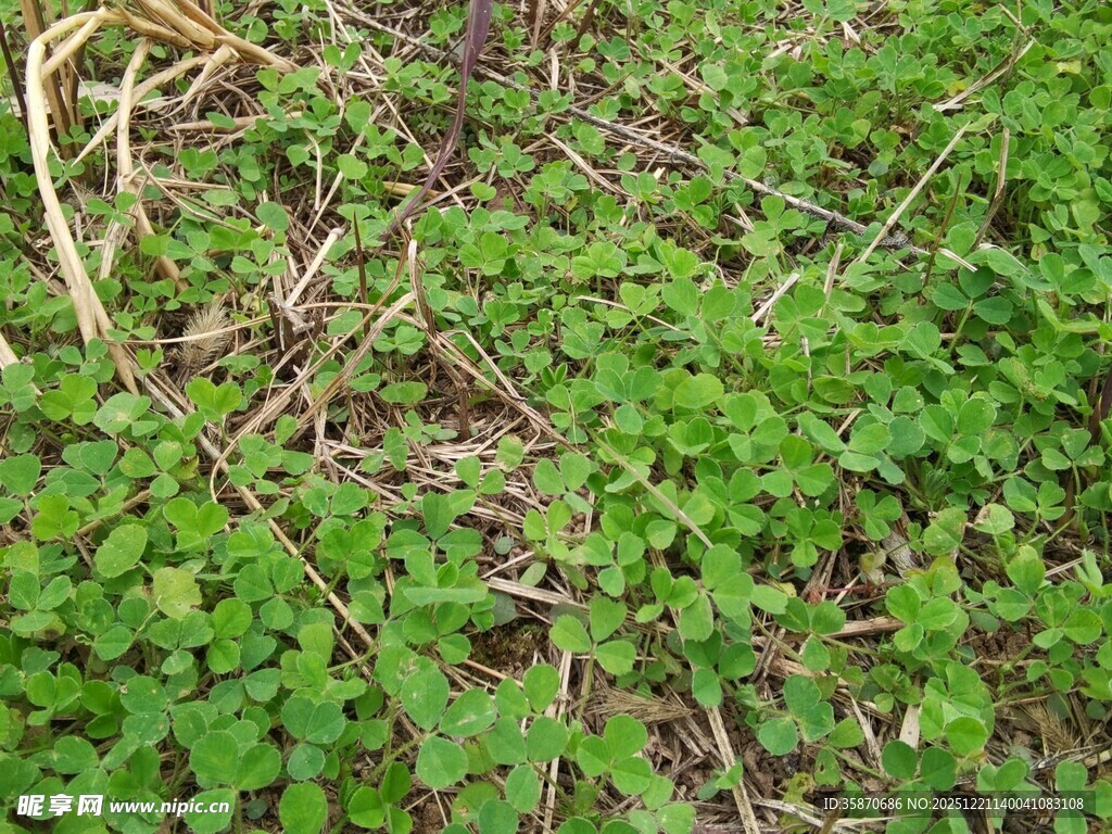 地面上的嫩绿繁茂植物