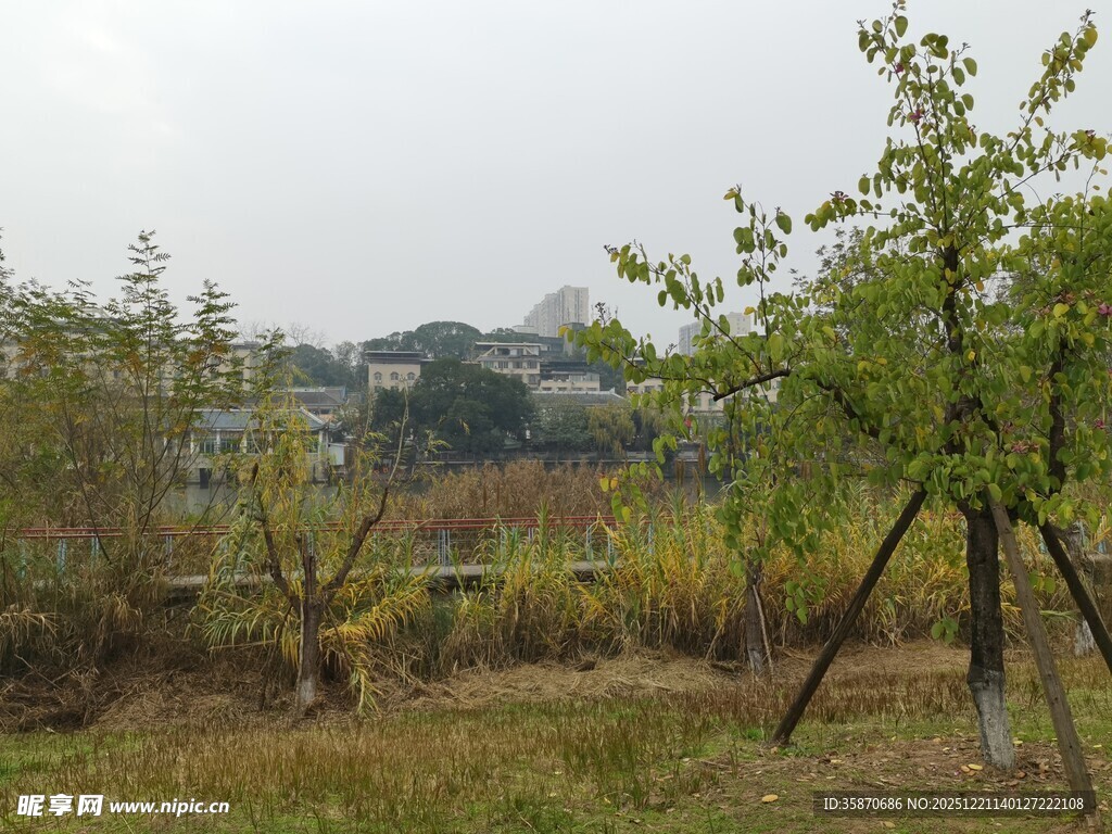 郊外树木与开阔草地景观