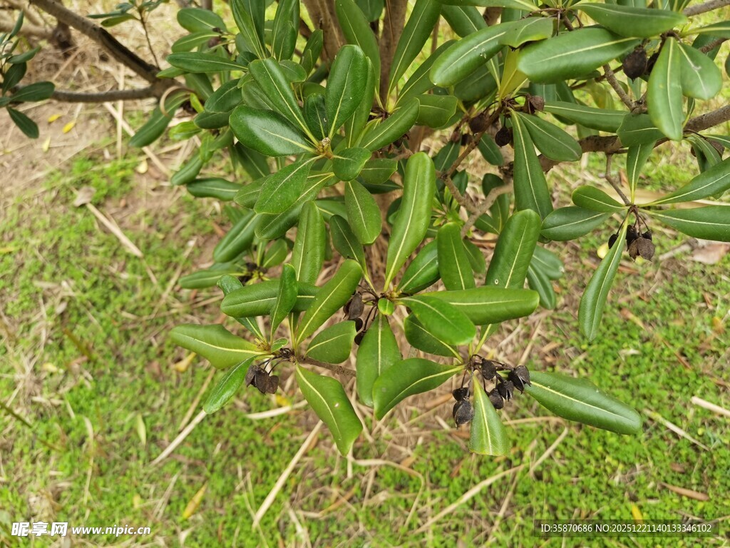 绿叶间的黑紫色果实