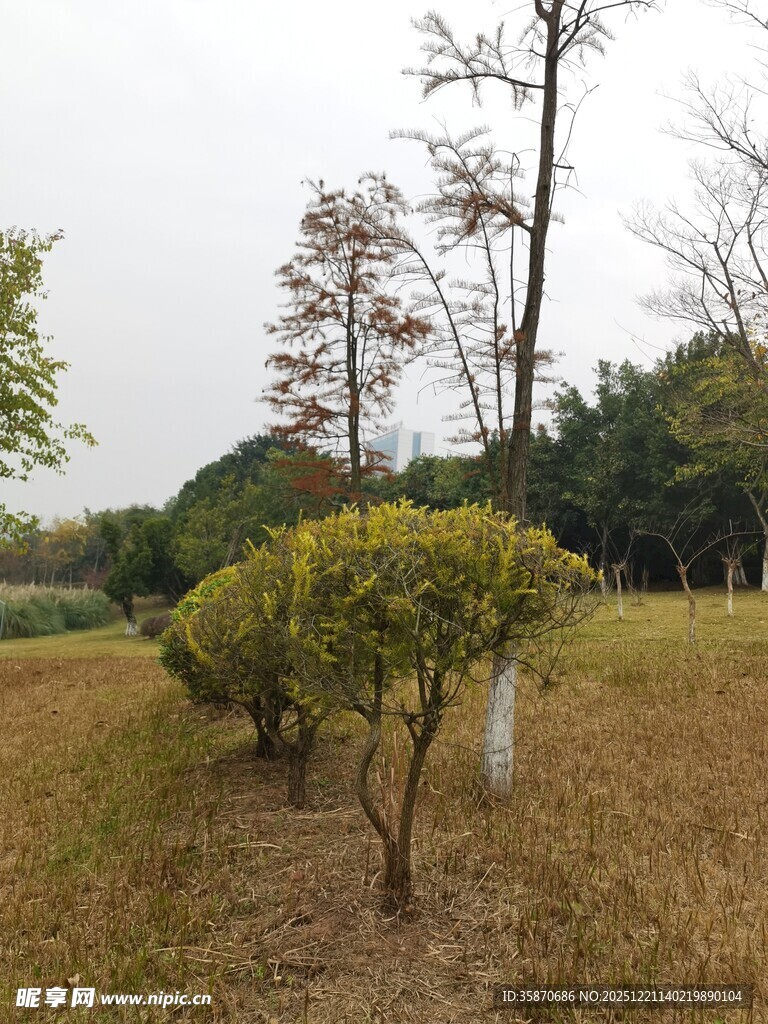 户外矮灌木与树木景观