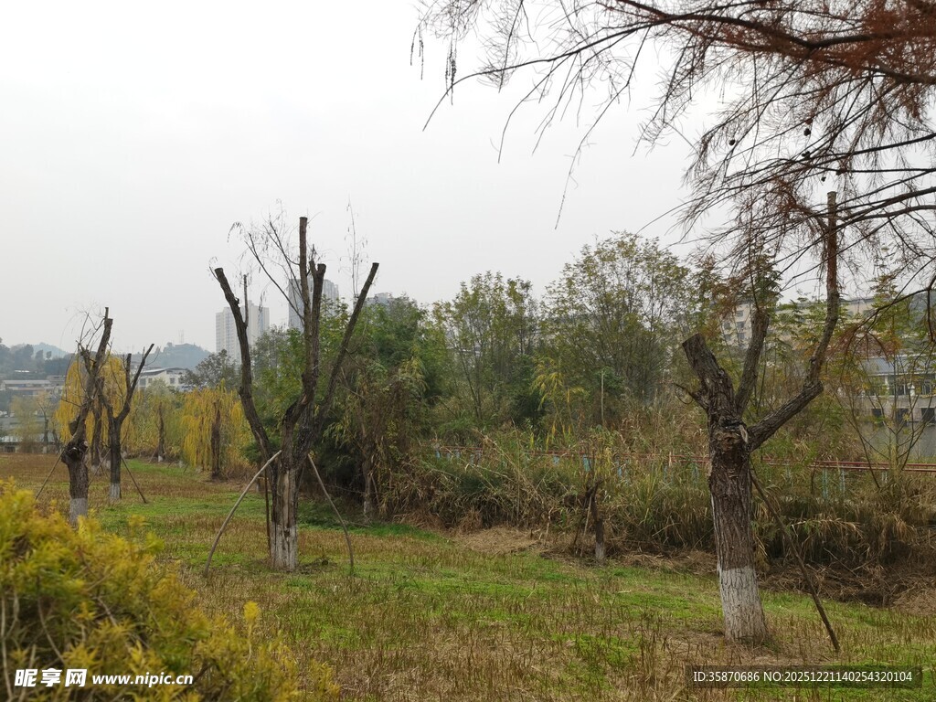 秋日郊野树木景观